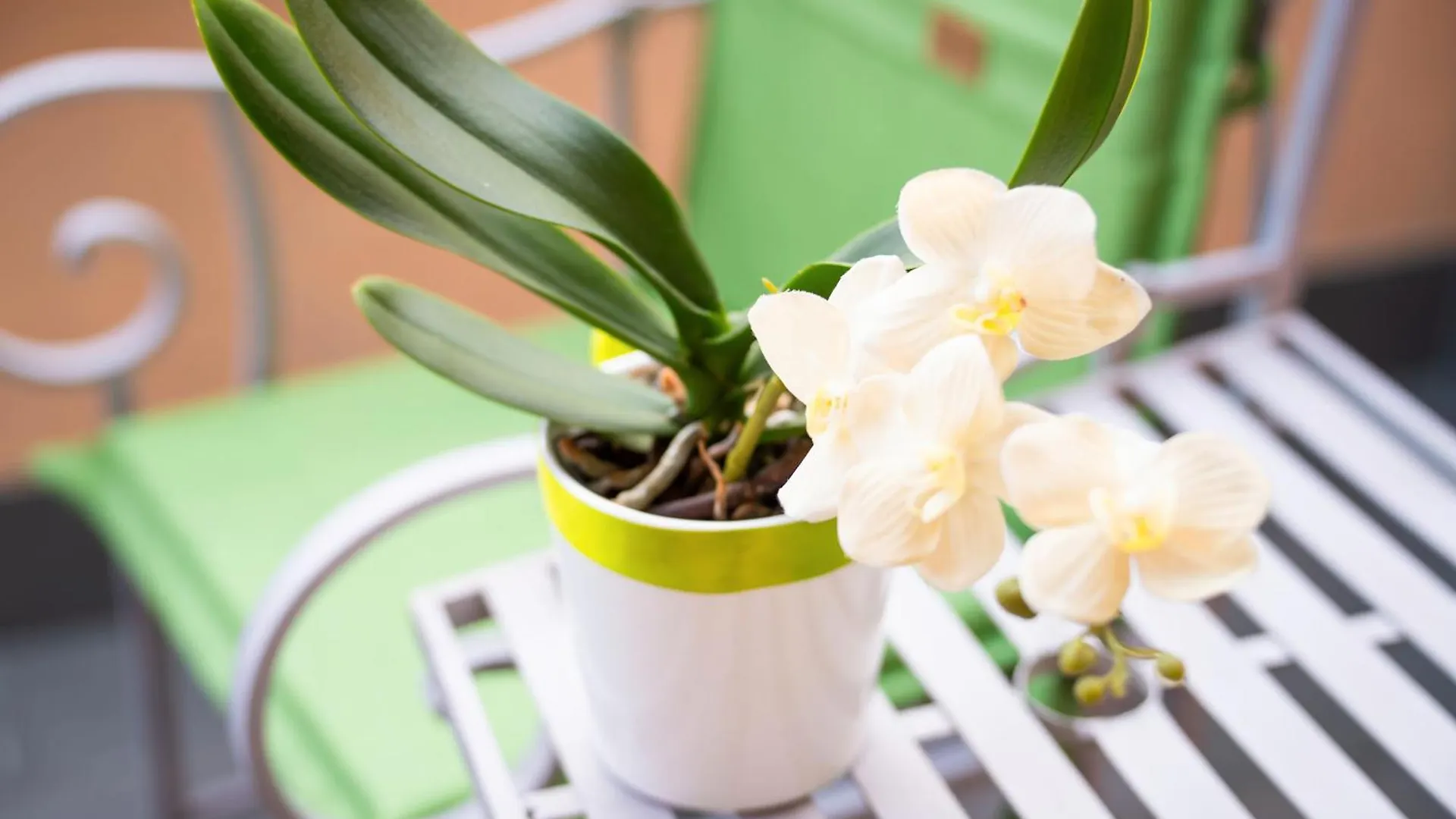 ムッソ Piccola Orchideaヴィラ イタリア